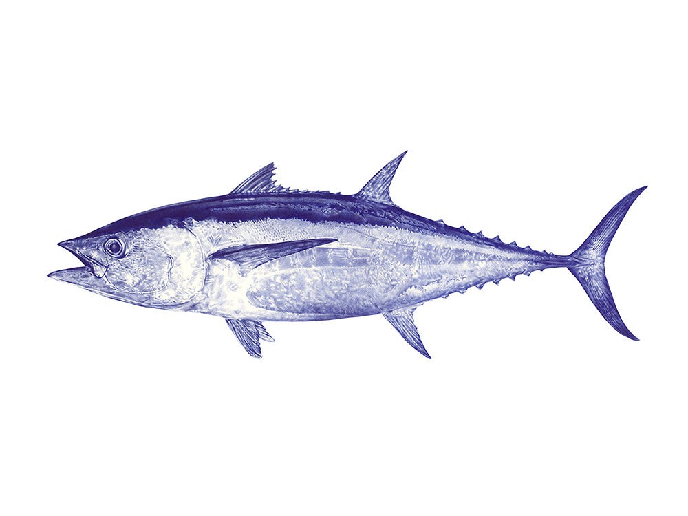 Longtail Tuna A1 Art Print – Malosi Studio - Main Image