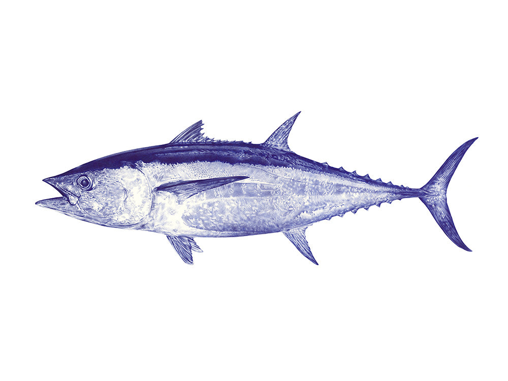 Longtail Tuna A1 Art Print