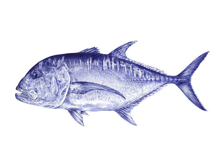 Giant Trevally A1 Art Print