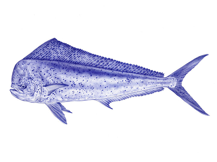 Mahi Mahi Art Print