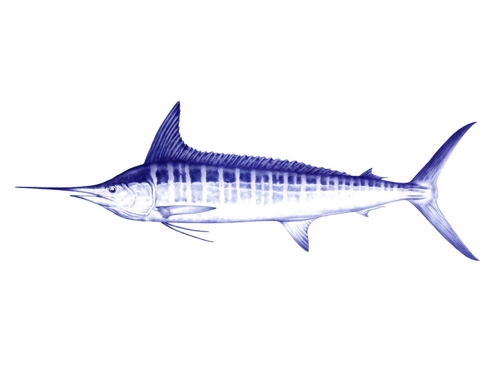 Striped Marlin Art Print